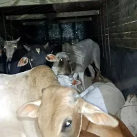 taskar-1764484286495