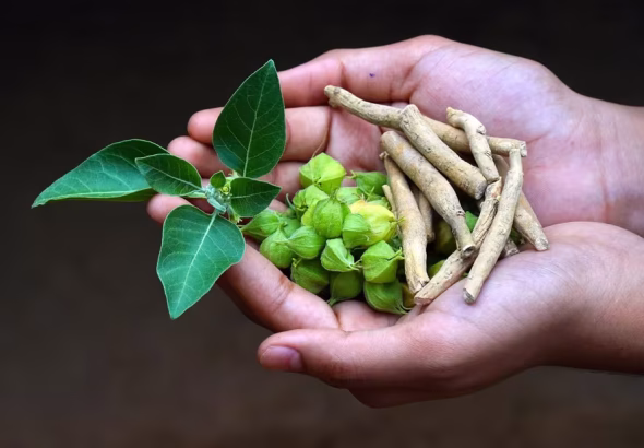 Ashwagandha-winter-cherry-1703497855