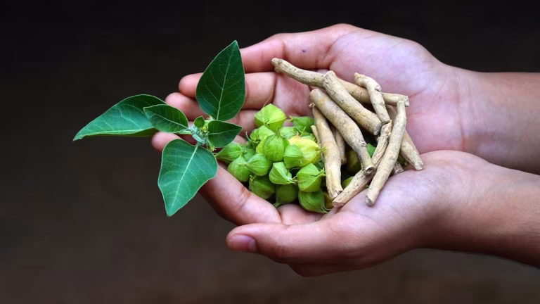 Ashwagandha-winter-cherry-1703497855